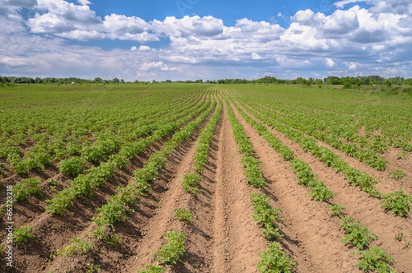 Fototapeta The processed field of growing potatoes with sky in the backgrou