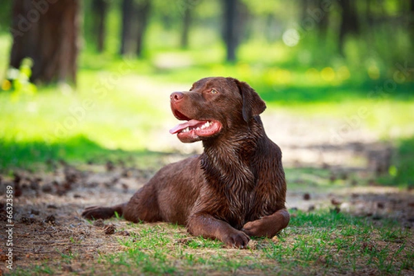Obraz chocolate labrador retriever dog