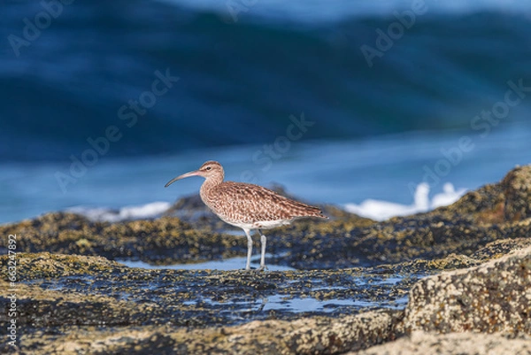 Obraz  Eurasian curlew, (Numenius arquata),  on rocks with moss during low tide, with sunset light and blue ocean background, Tenerife, Canary islands