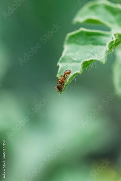 Fototapeta ants on a leaf 