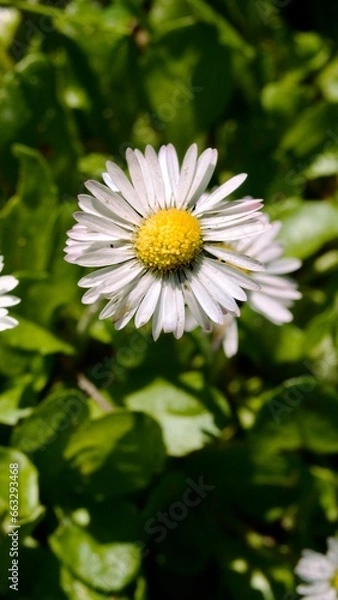 Fototapeta daisy flower