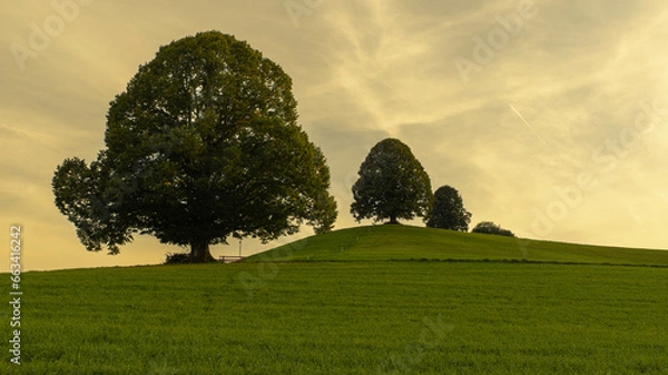 Obraz Drumlin mit linde im Abendlicht