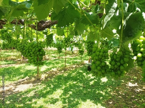 Fototapeta Bunch of Sweet grape on a branch over green natural garden, Shine Muscat Grape in nagano japan.