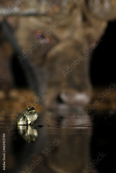 Fototapeta Frog croaking from dam where buffalo is drinking water in the background