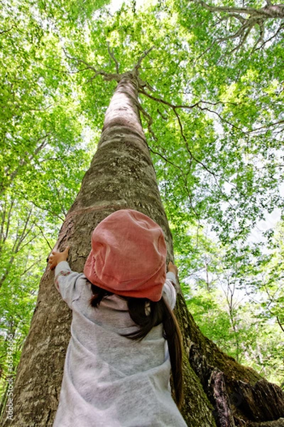 Obraz ブナの木を見上げる子供