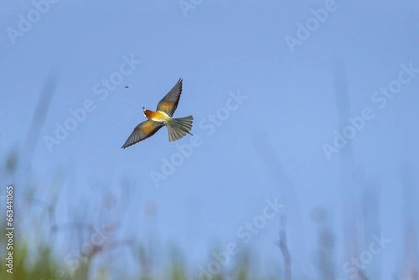 Obraz European bee-eater (Merops apiaster) in flight