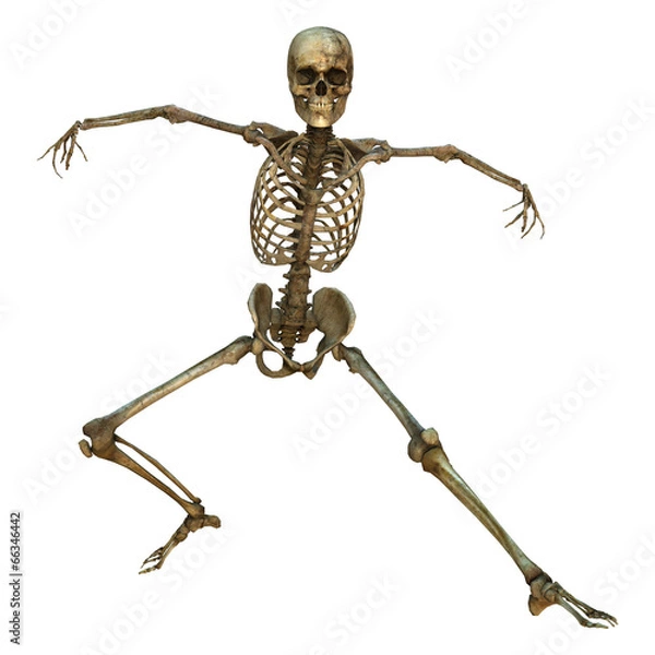 Fototapeta Human Skeleton