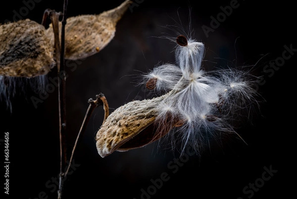 Obraz Milk Weed Study #1