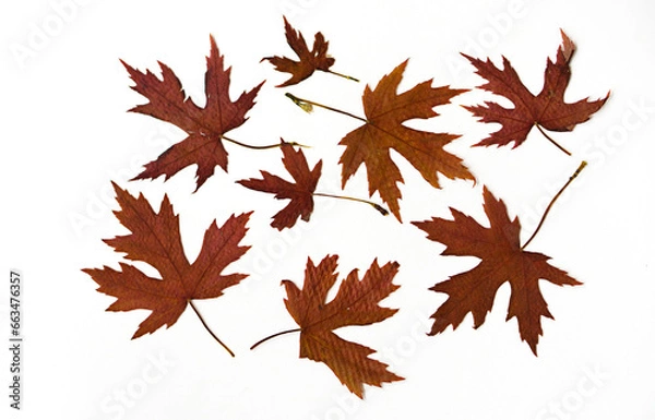 Obraz Dry red maple leaves on a white background. Pressed floristry. Autumn ornament.
