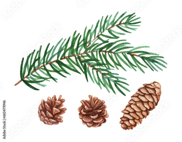 Fototapeta Watercolor spruce branch, pine and spruce cones isolated on white background.