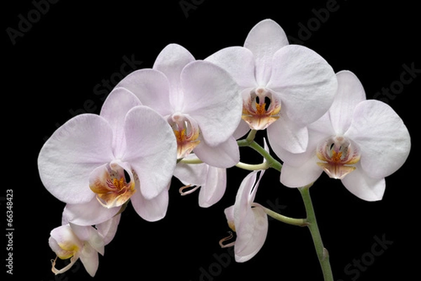 Obraz white orchids