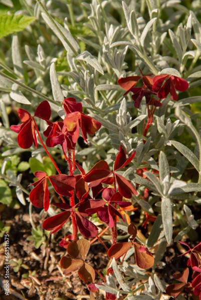 Obraz red and green leaves