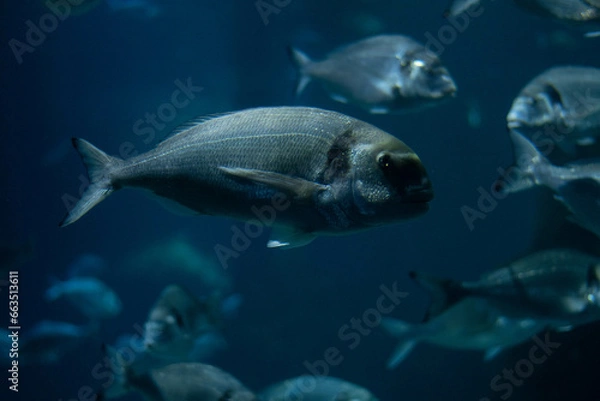 Obraz Banc de poissons