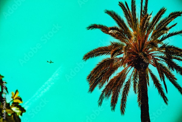 Obraz Palmier avec avion