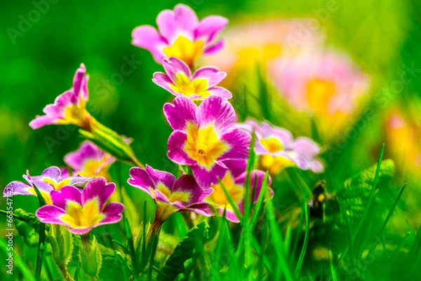 Fototapeta Spring floral background. First spring flowers. Flowers in spring. HDR Image (High Dynamic Range).