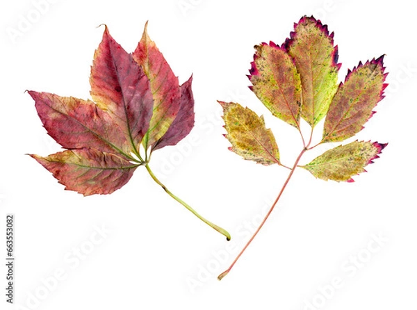 Fototapeta Autumn grapevine leaves. Transparent Background