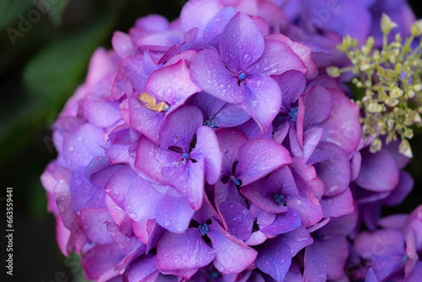 Obraz 紫陽花　あじさい　hydrangea　花言葉