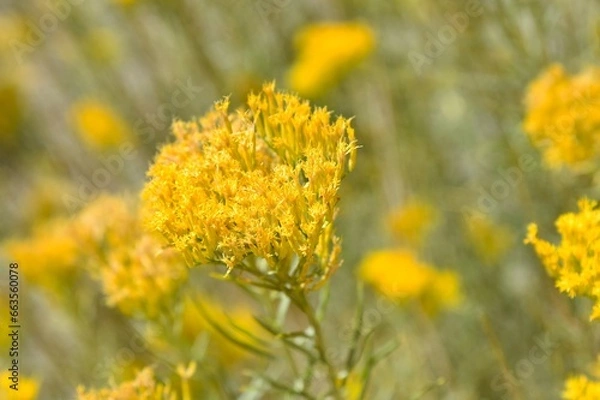 Obraz Rabbit brush flower in bloom
