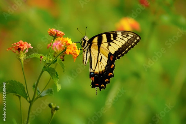 Obraz Butterfly on a flower