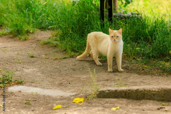 Fototapeta Cat on the street. Background with selective focus and copy space