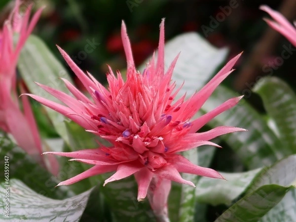 Obraz The Aechmea Fasciata bromeliad is a beautiful, exotic plant with bright pink leaves. The leaves are arranged in a rosette shape, and the plant has a central cup that collects water. The Aechmea Fascia