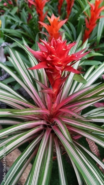 Obraz The Guzmania Variegata bromeliad is a beautiful plant with red leaves and long, green leaves with a white stripe. The leaves are arranged in a rosette shape, and the plant has a central cup that colle