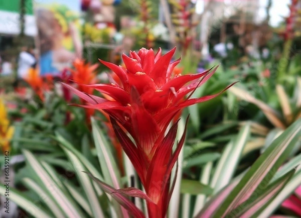 Obraz The Guzmania Variegata bromeliad is a beautiful plant with red leaves and long, green leaves with a white stripe. The leaves are arranged in a rosette shape, and the plant has a central cup that colle