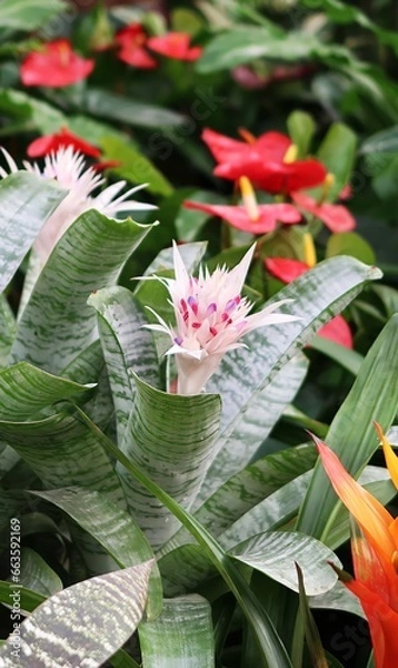 Obraz The Aechmea Fasciata bromeliad is a beautiful plant with pastel pink and lilac colors. The plant has long, green leaves with white stripes. The leaves are arranged in a rosette shape, and the plant ha