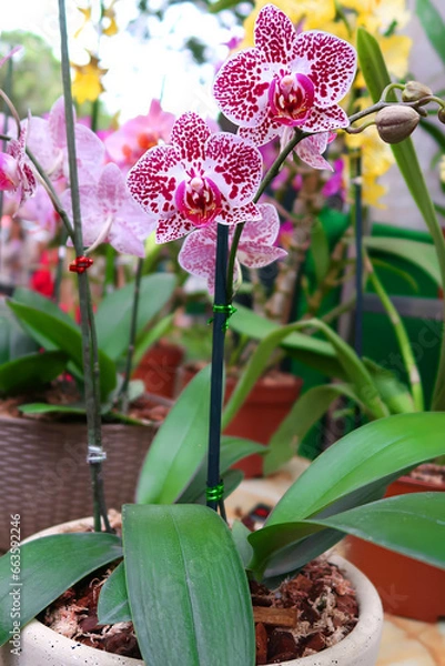Obraz The Phalaenopsis Chia Berry orchid has beautiful exotic pink flowers with red dots. The flowers are large and showy, with a sweet fragrance. The orchid is a popular choice for home growers due to its 