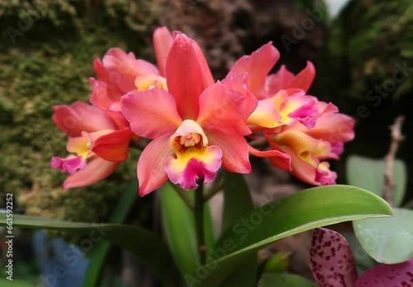 Obraz The Cattleya color Guayaba orchid has beautiful salmon-colored flowers. The flowers are large and showy, with a delicate fragrance. The orchid is a popular choice for home growers due to its easy care