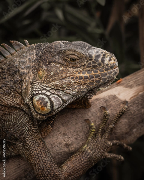 Obraz Iguana Verde 