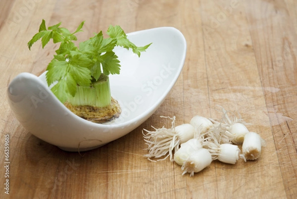 Fototapeta Regrowing celery & green oignon
