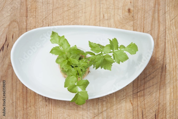 Fototapeta Regrowing celery