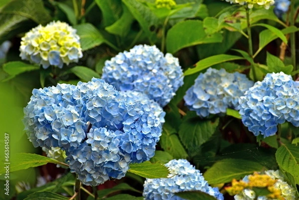 Obraz 紫陽花　アジサイ　あじさい　岡山　美咲花山園