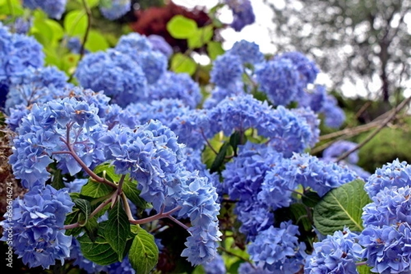 Fototapeta 紫陽花　アジサイ　あじさい　岡山　美咲花山園