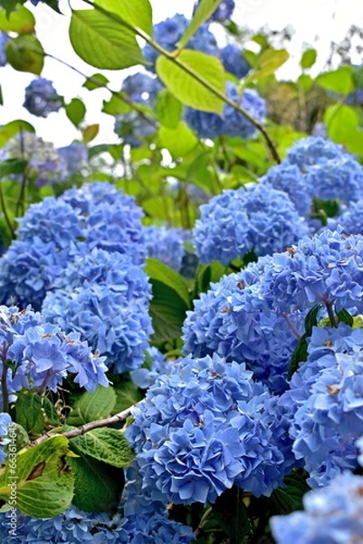 Obraz 紫陽花　アジサイ　あじさい　岡山　美咲花山園