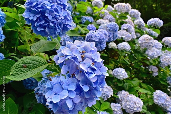 Obraz アジサイ　あじさい　紫陽花　6月　めがね橋　山口　山口県