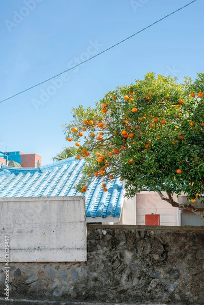 Fototapeta Tangerine tree and country house in Jeju island, Korea