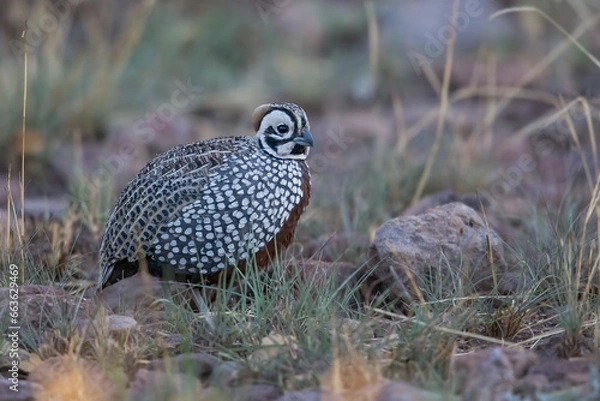 Fototapeta Montezuma Quail
