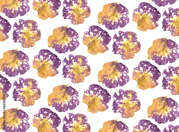 Obraz Floral pattern of pressed petunia flowers on a white background. Floral background. Pattern of flowers. Floral pattern texture.