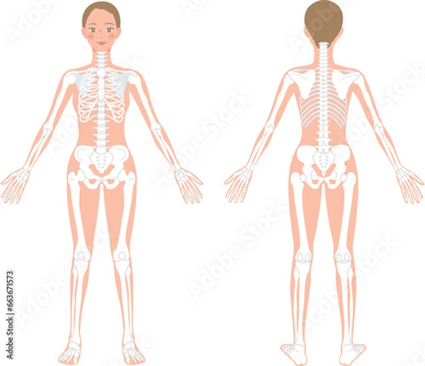 Obraz 前後からみた女性の全身骨格のイラスト