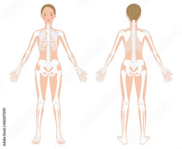 Obraz 前後からみた女性の全身骨格のイラスト