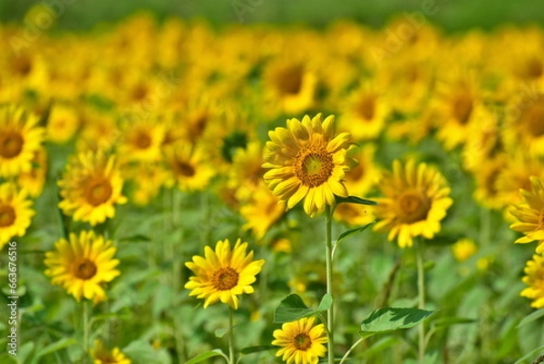 Fototapeta むつみひまわりロード　山口　向日葵　ひまわり　ひまわり畑　夏