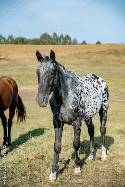 Obraz unique looking wild horse image full body, with amazing markings, looking to camera with ears up and is very interested