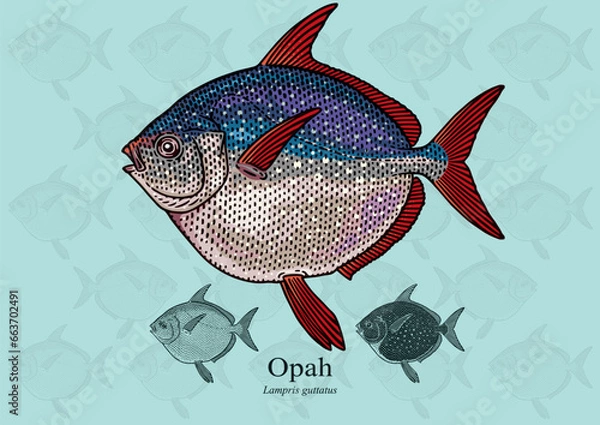 Fototapeta Opah Fish. Vector illustration with refined details and optimized stroke that allows the image to be used in small sizes (in packaging design, decoration, educational graphics, etc.)