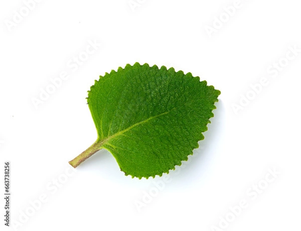 Obraz fresh coleus amboinicus leaf on a white,isolated