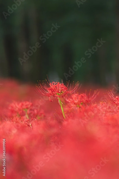 Fototapeta 彼岸花
