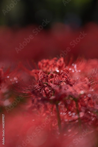 Fototapeta 彼岸花