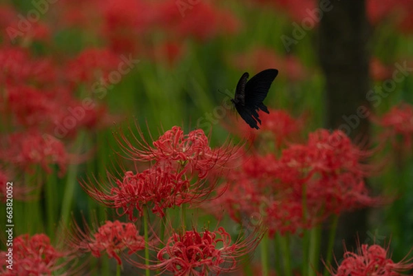 Obraz 彼岸花とクロアゲハ