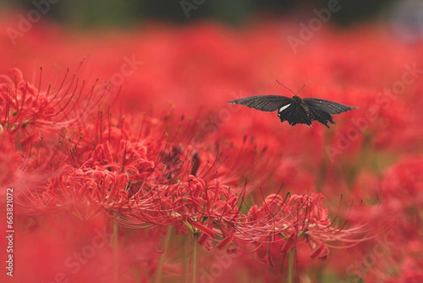 Obraz 彼岸花とクロアゲハ